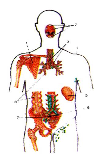 Описание: Расположение центральных и периферических органов иммунной системы в теле человека