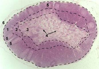 : lymph-node-01-l